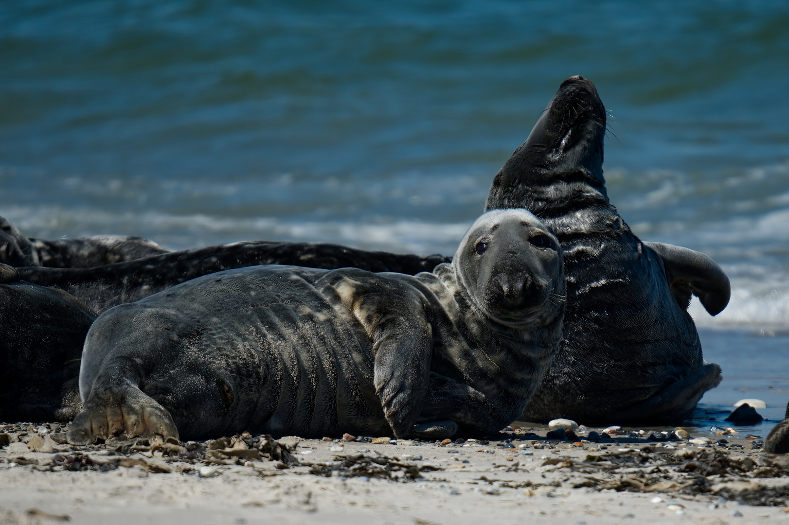 Robben auf Sylt