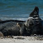 Robben auf Sylt