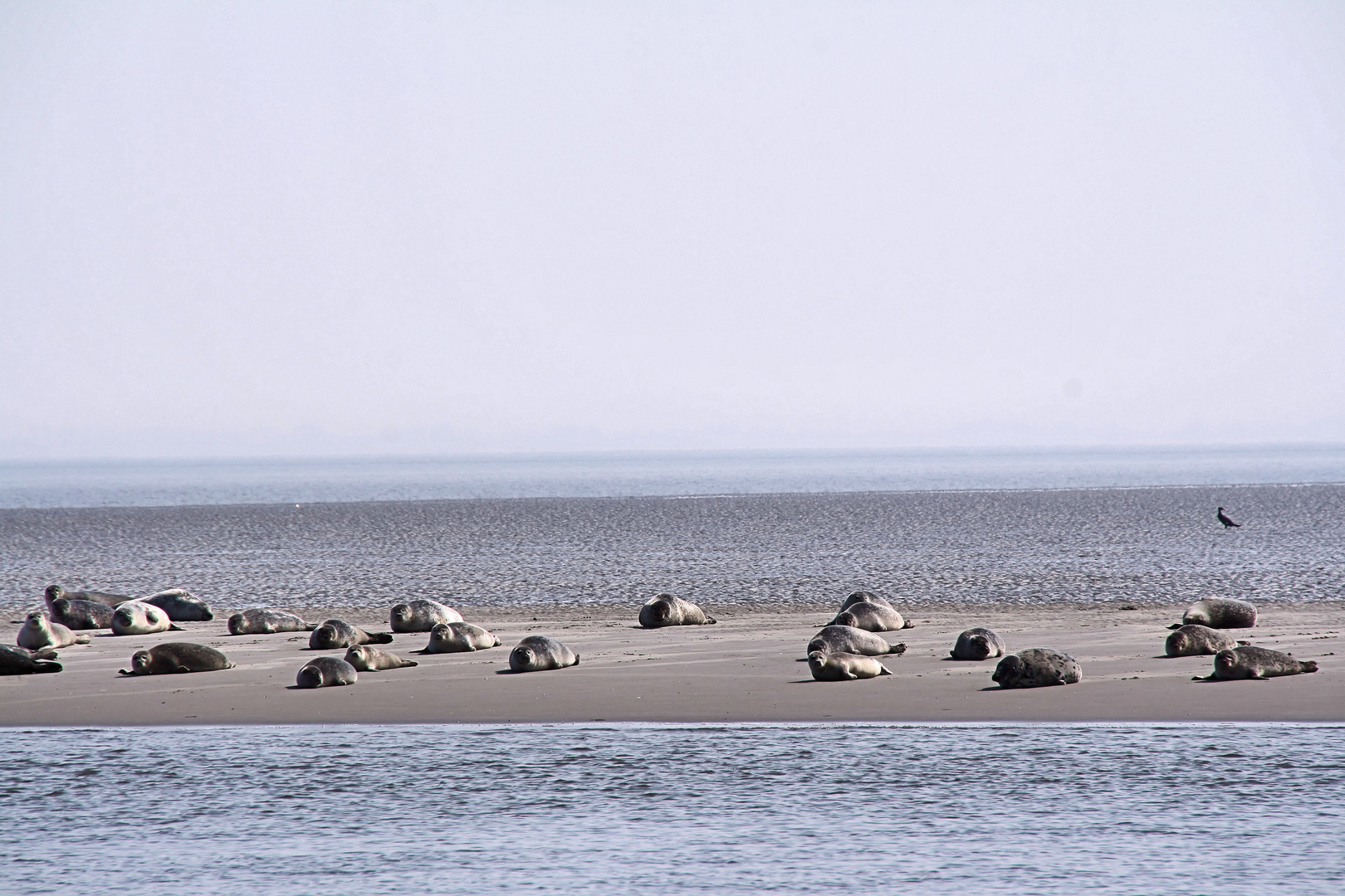 Robben auf Texel