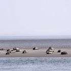 Robben auf Texel