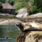 Robben bei Glengarriff, Irland County Cork