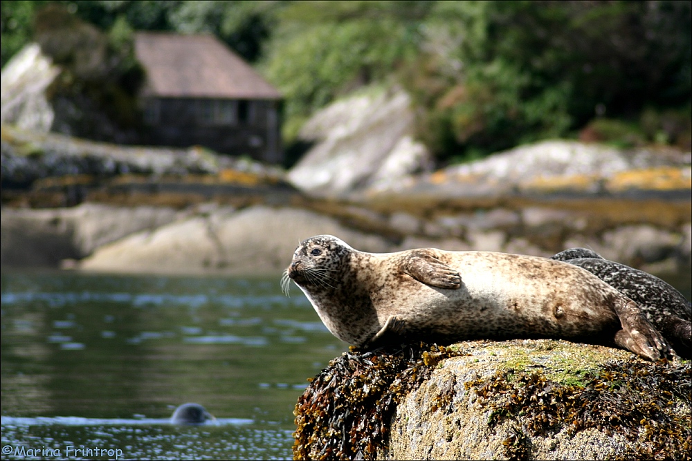 Robben bei Glengarriff, Irland County Cork