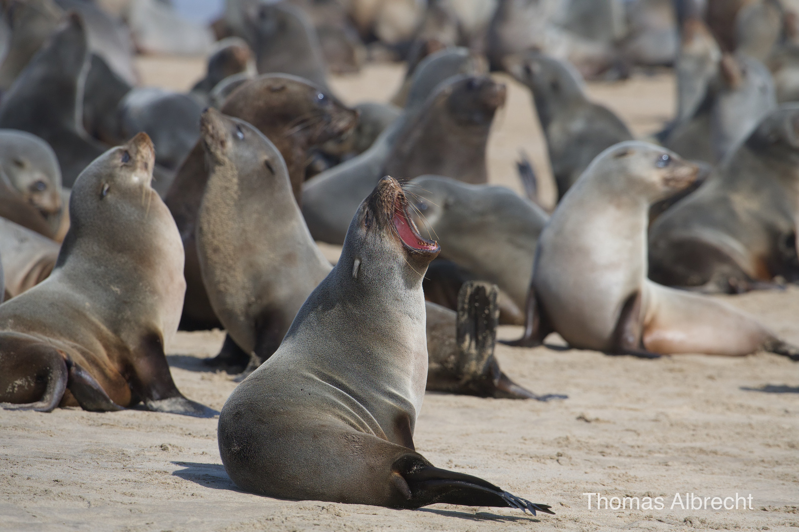 Robben bei Swakopmund