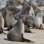 Robben bei Swakopmund