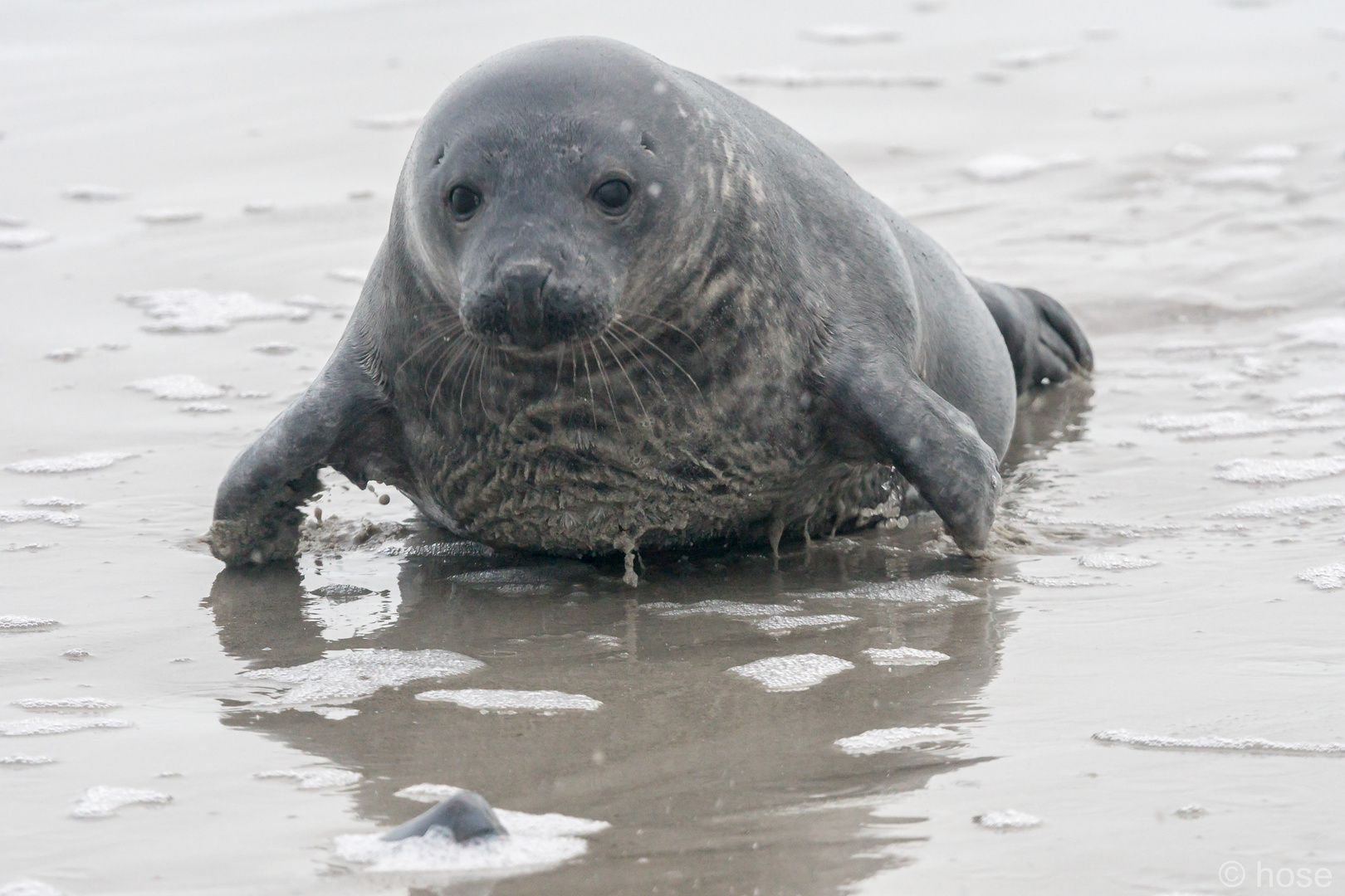 Robben Helgoland 1