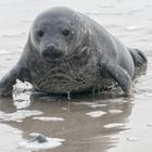 Robben Helgoland 1