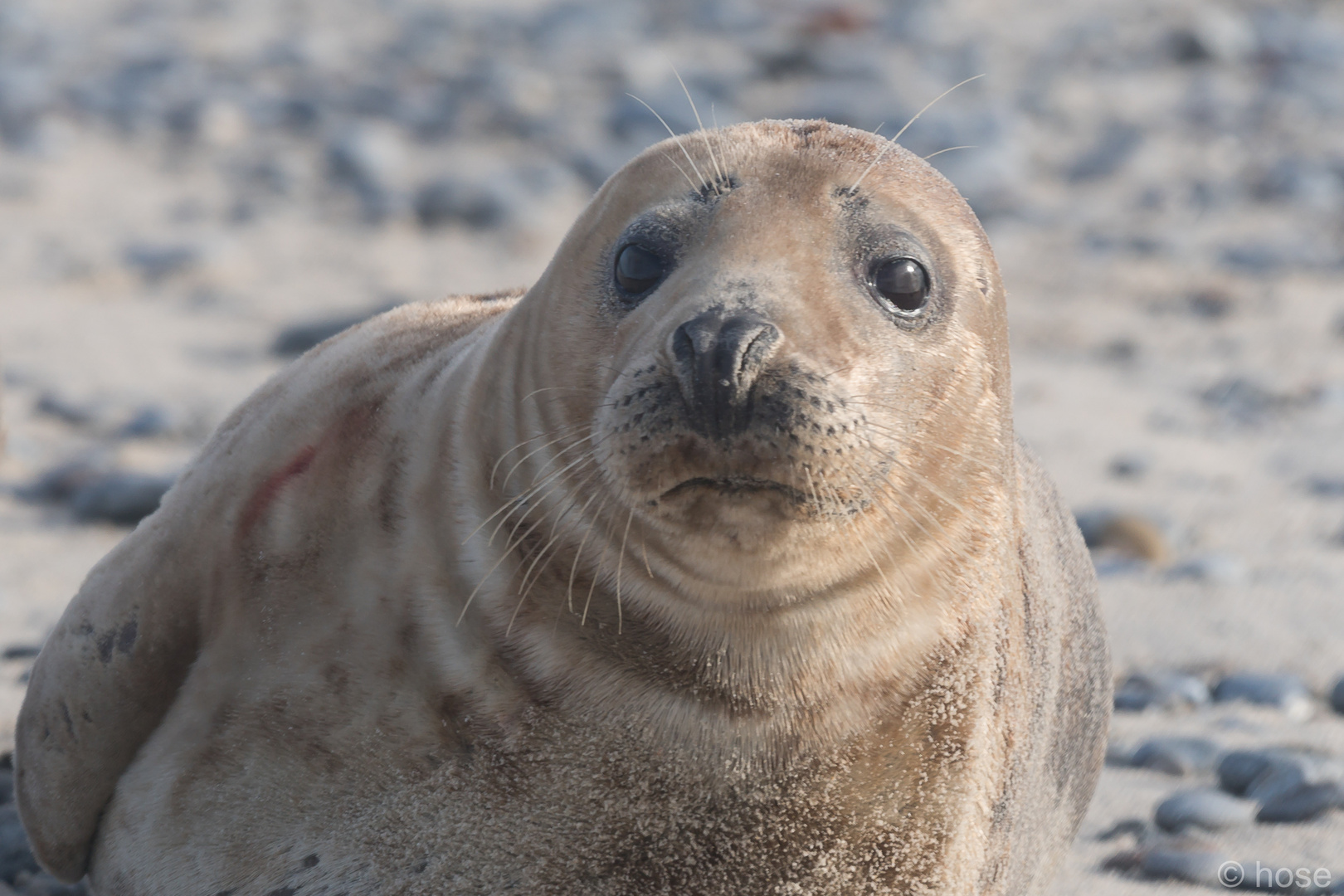 Robben Helgoland 2