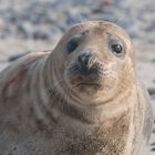 Robben Helgoland 2