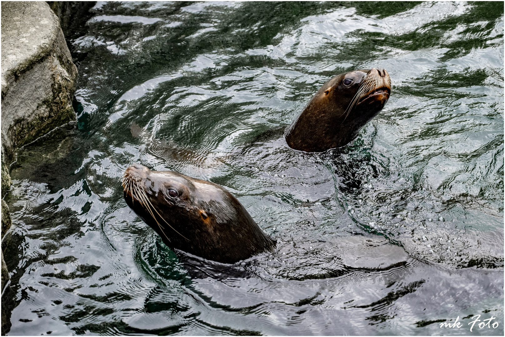 Robben im Münchner Tierpark Hellabrunn