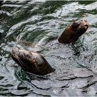 Robben im Münchner Tierpark Hellabrunn