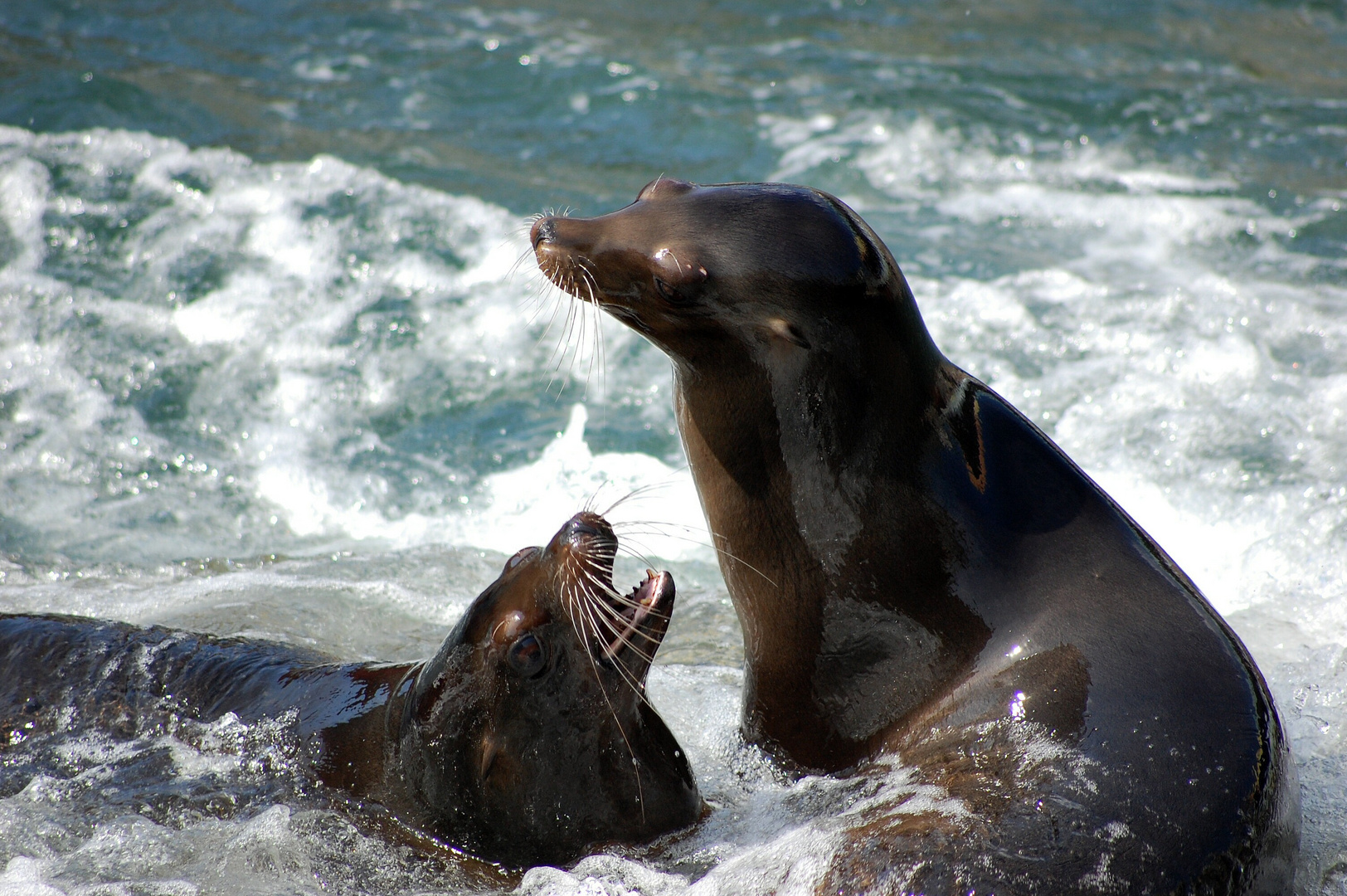 Robben im Yukon Bay .