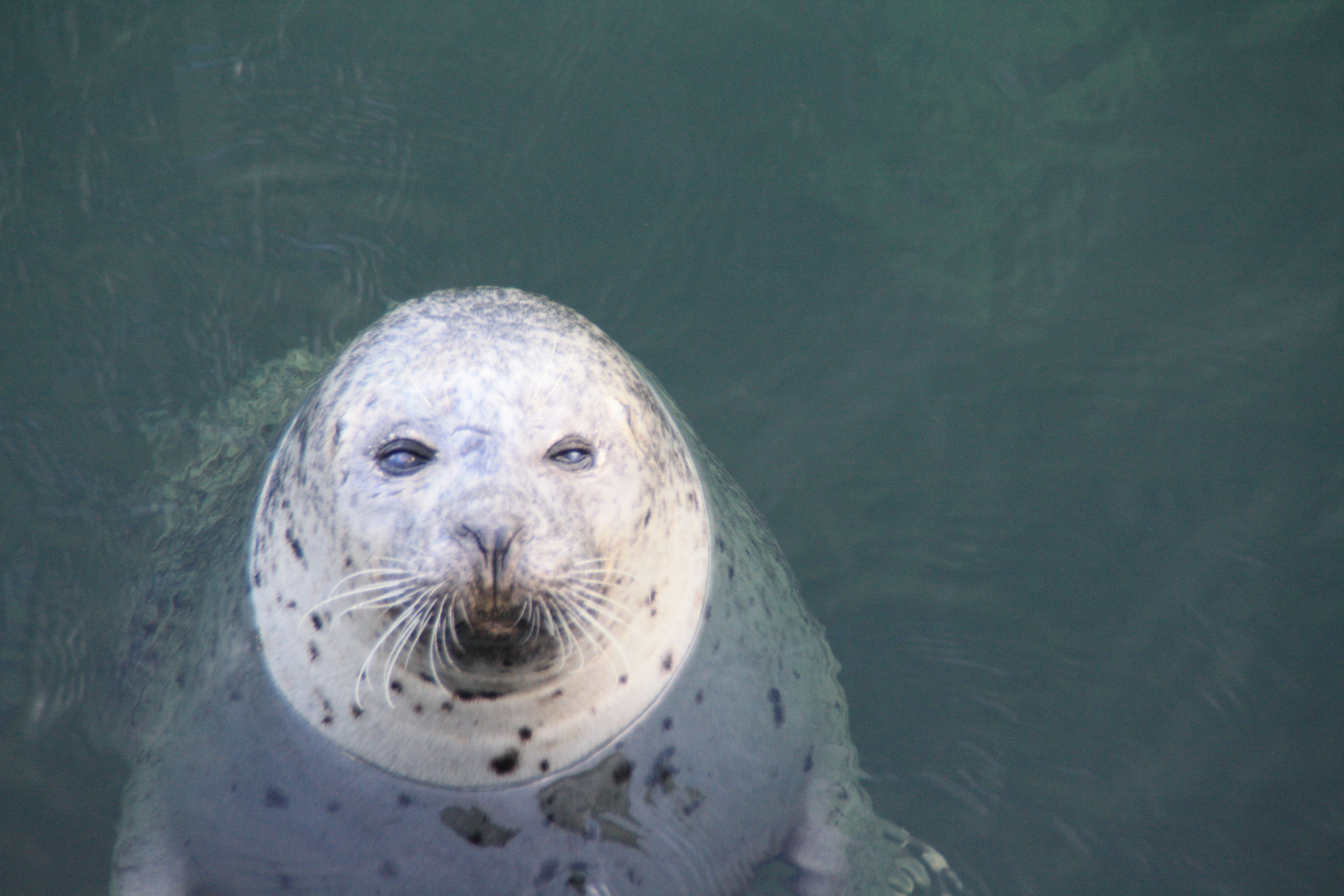 Robben in der Ostsee 1-Forschung in Rostock