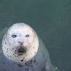 Robben in der Ostsee 1-Forschung in Rostock