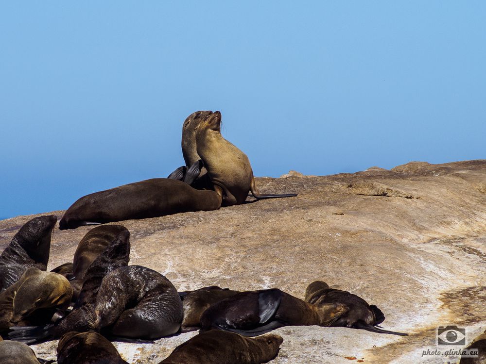 Robben in Hout Bay bei Kapstadt