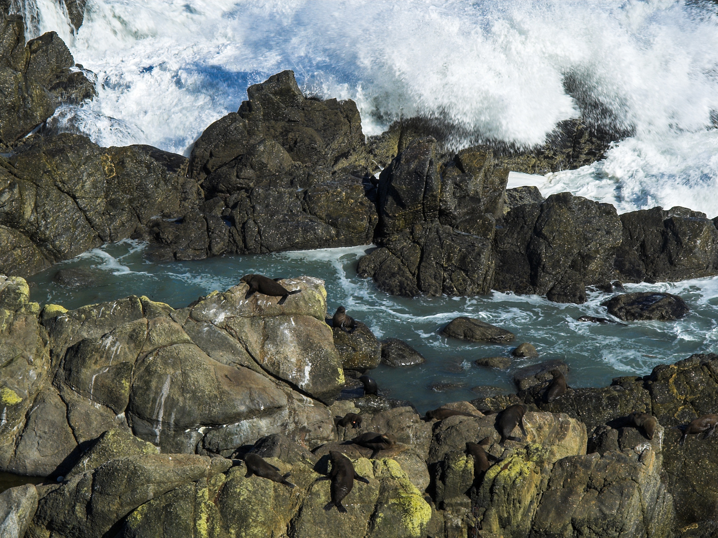 Robben in Neuseeland