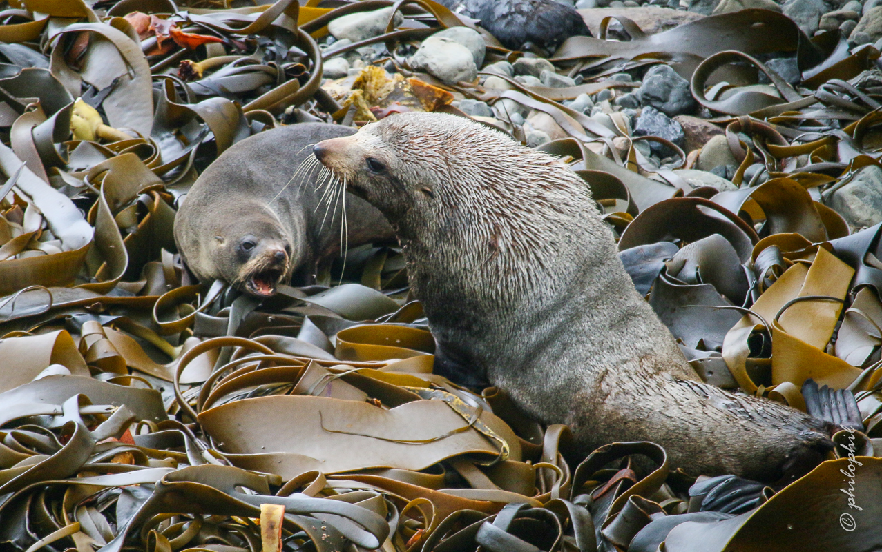 Robben in Neuseeland