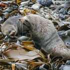 Robben in Neuseeland