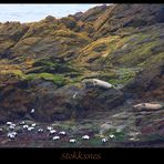 Robben in Stokksnes