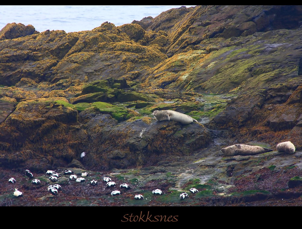 Robben in Stokksnes