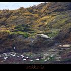 Robben in Stokksnes