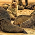 Robben in Walvis Bay