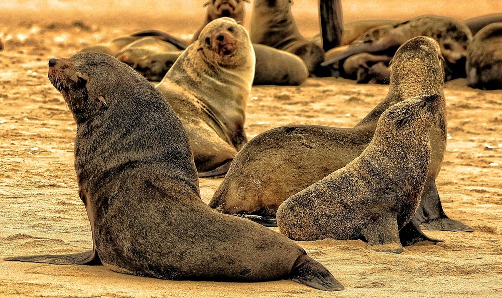 Robben in Walvis Bay