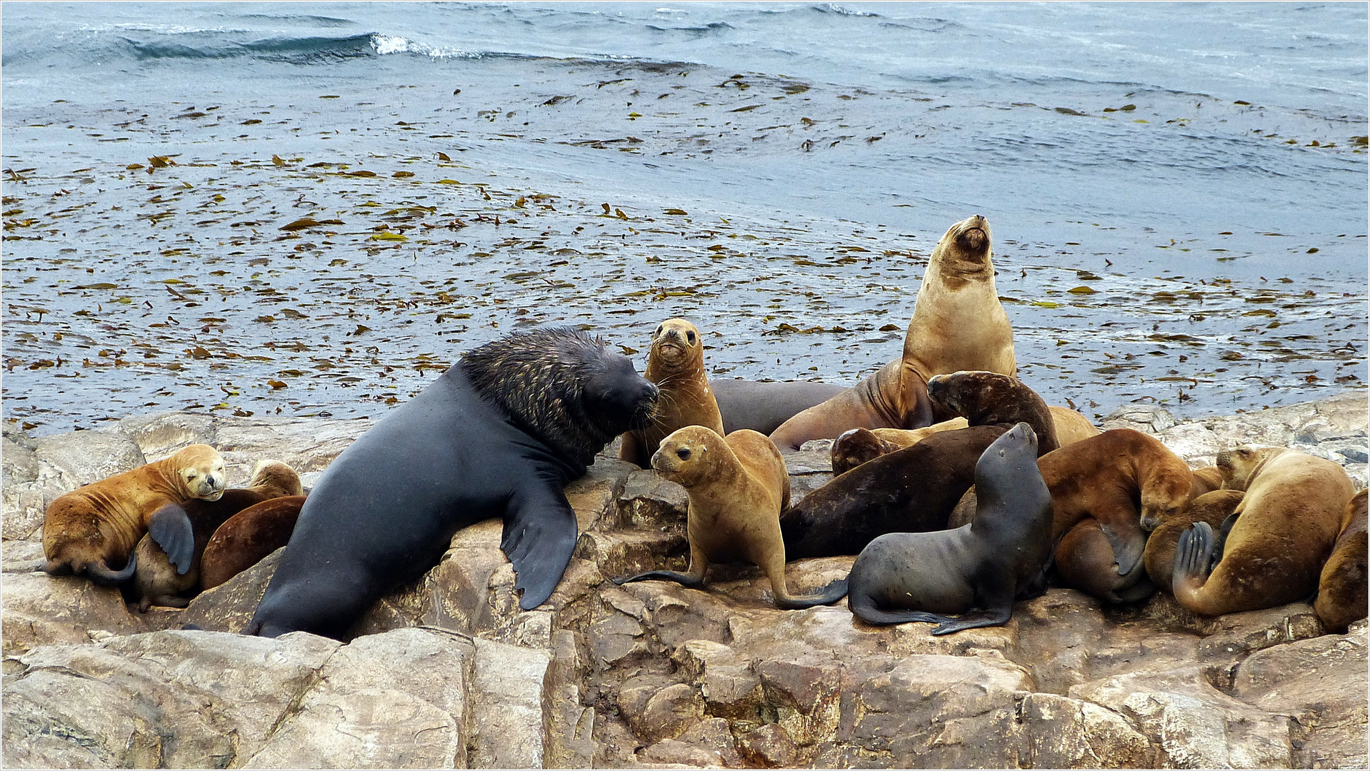 "Robben-Island"................ Foto & Bild | tiere ...