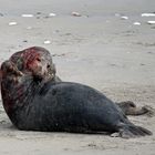 Robben -Kampf der Bullen-  Wildlife