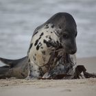 Robben liegen nur träge am Strand :-D