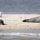 Robben mit Möwe - vor Norderney