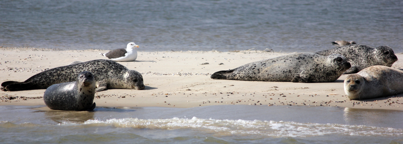 Robben mit Möwe - vor Norderney