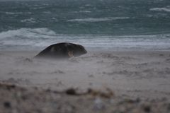 Robben, Strand, Wind & Wellen... 