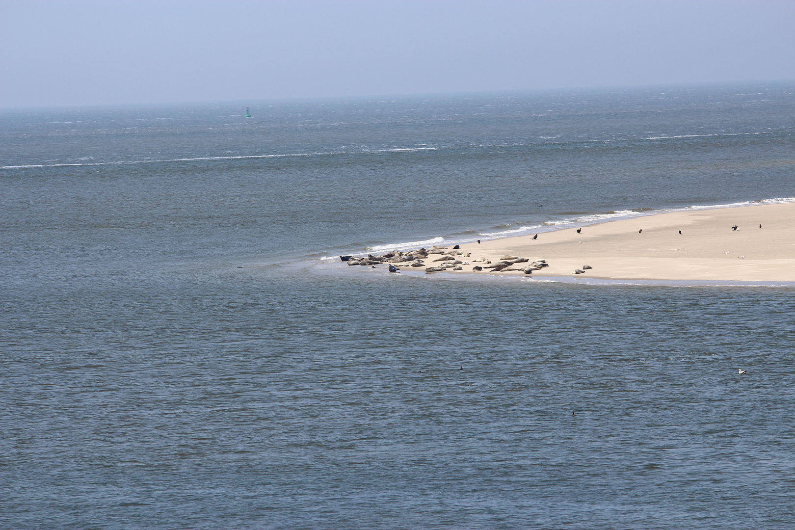 robben vor borkum