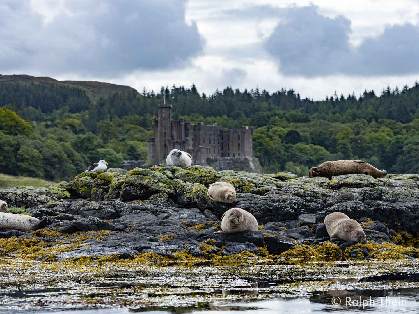 Robben vor  Dunvegan Castle