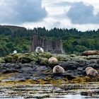 Robben vor  Dunvegan Castle