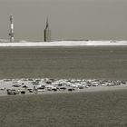 Robben vor Wangerooge