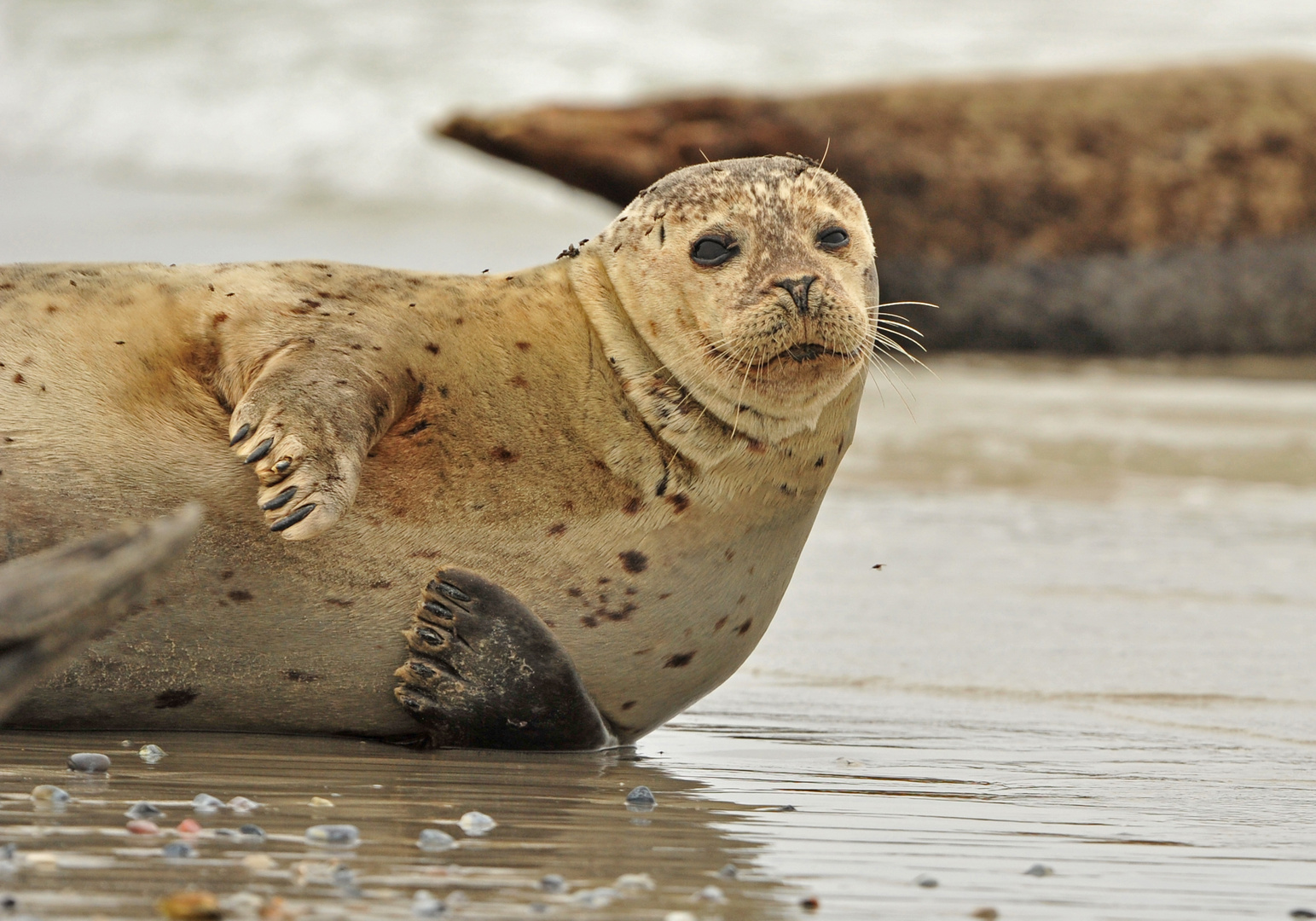 Robbenbaby am Strand von Helgoland