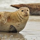 Robbenbaby am Strand von Helgoland