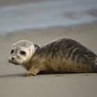 Robbenbaby am Strand von Langeoog