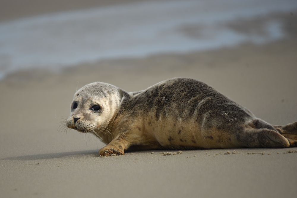 Robbenbaby am Strand von Langeoog