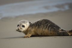 Robbenbaby am Strand von Langeoog