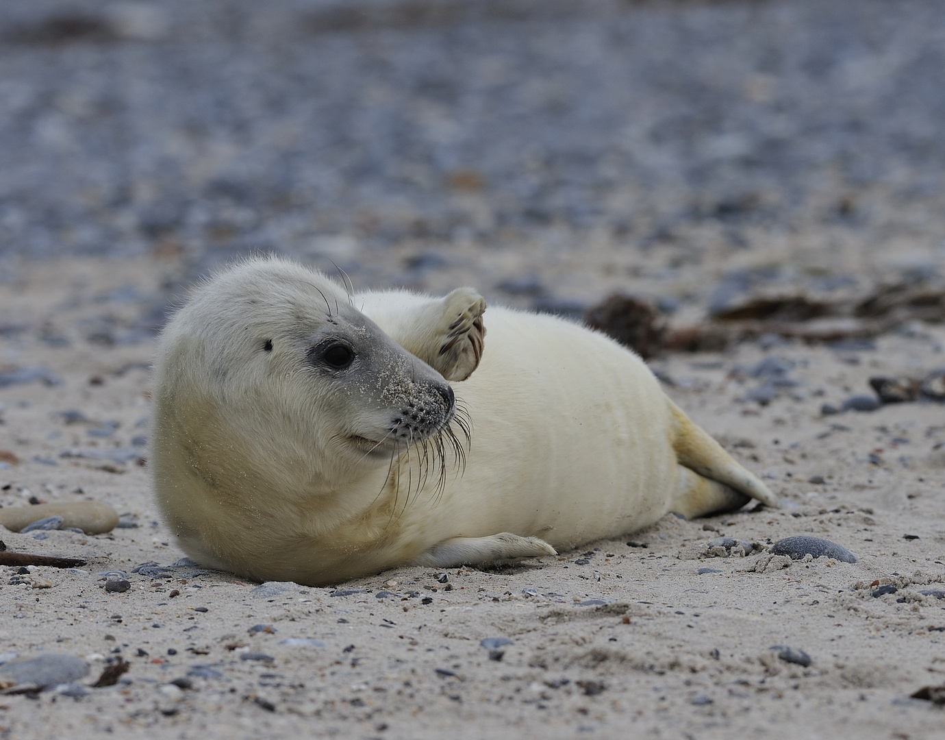 Robbenbaby auf der Düne Helgoland