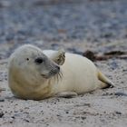 Robbenbaby auf der Düne Helgoland