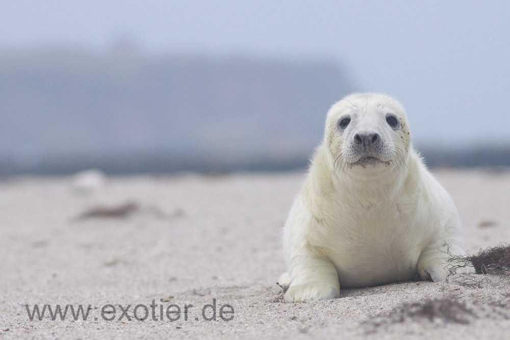 Robbenbaby auf Helgoland