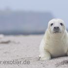 Robbenbaby auf Helgoland