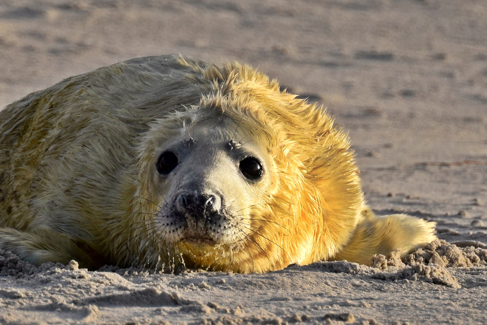 Robbenbaby auf Helgoland