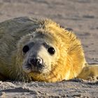 Robbenbaby auf Helgoland