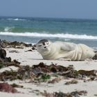 Robbenbaby Helgoland