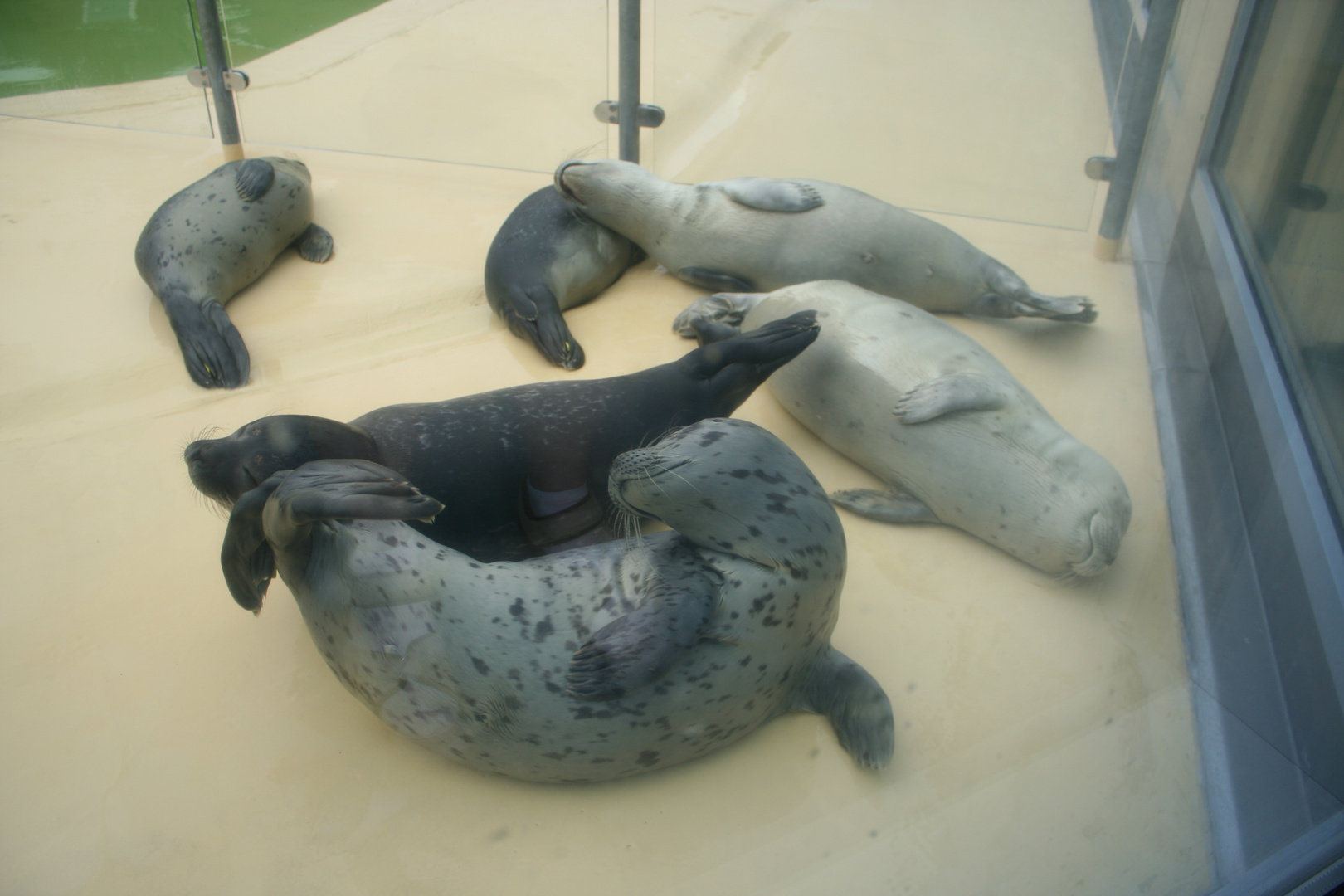 Robbenbabys in der Aufzuchtstation Norddeich