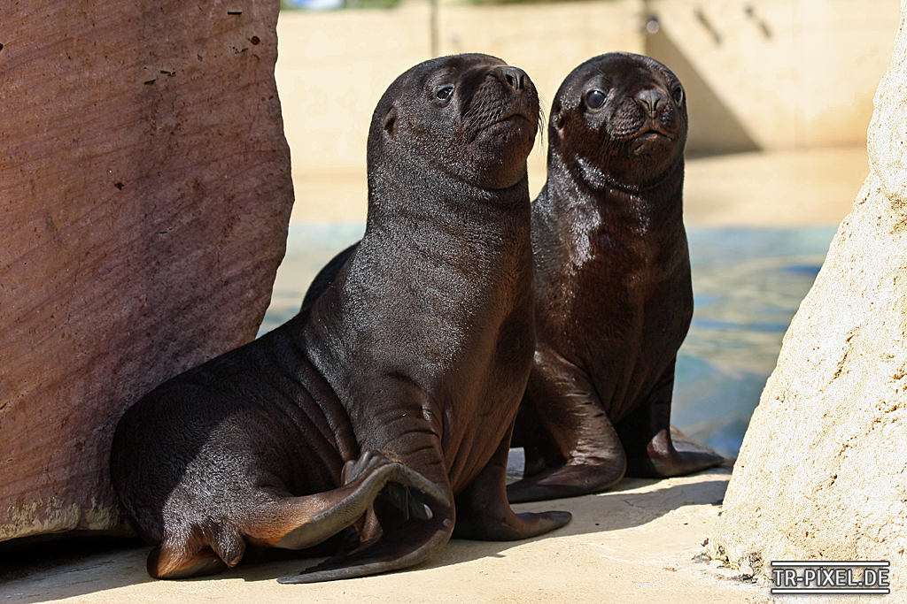 Robbenbabys - Zoo Heidelberg